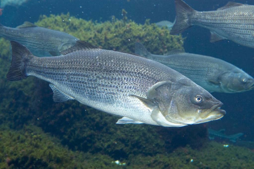 Exploring the Depths: What is Sea Bass?
