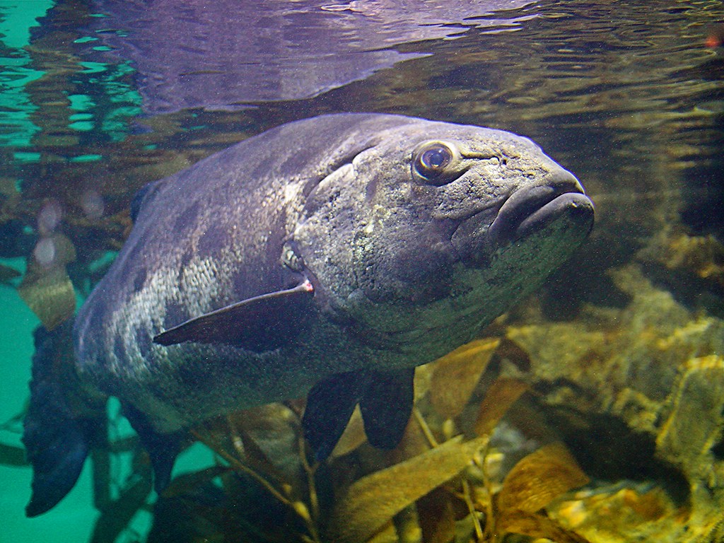 Exploring the Depths: What is Sea Bass?