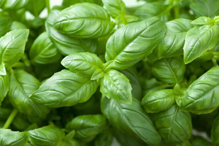 Basil vs Bay Leaf: Aromatic Herb Battle
