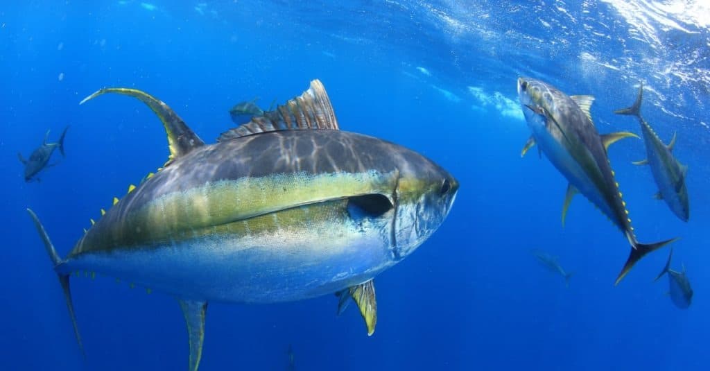 Yellowfin vs Yellowtail Tuna: A Tasty Tuna Face-off