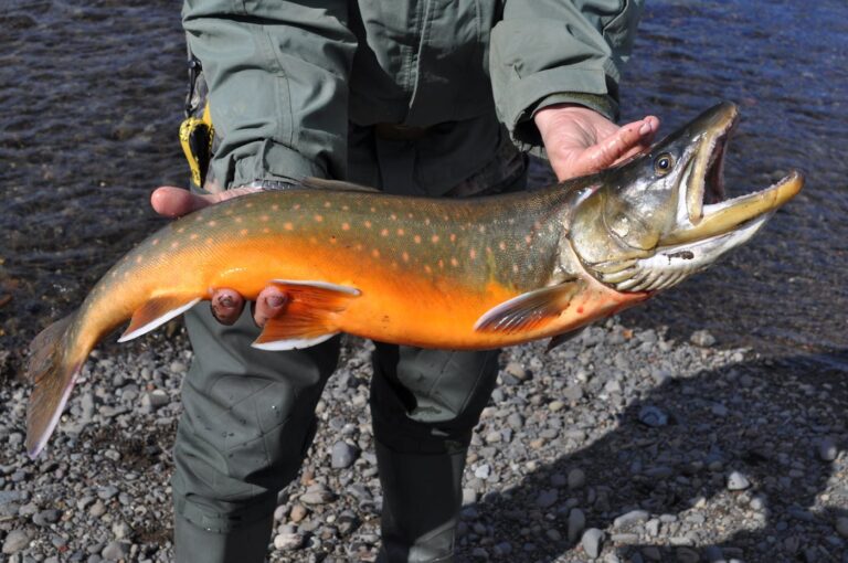 Discovering the Charms of Arctic Char: Cold-Water Fish Delight