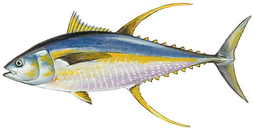 Yellowfin vs Yellowtail Tuna: A Tasty Tuna Face-off
